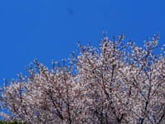映桜