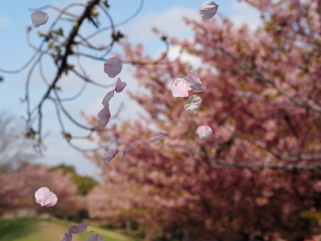 花散