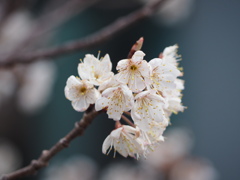 桜桃