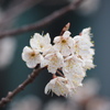 桜桃