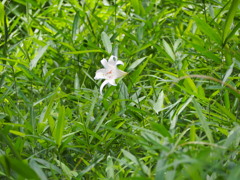 百合
