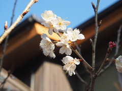 庭先