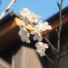 庭先