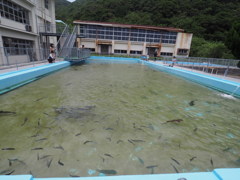お遍路「廃校水族館」
