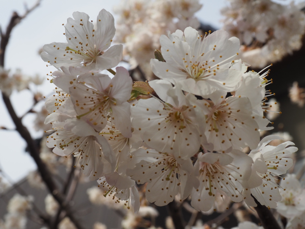 開花