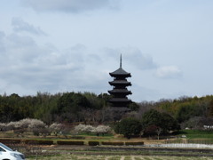 浅春