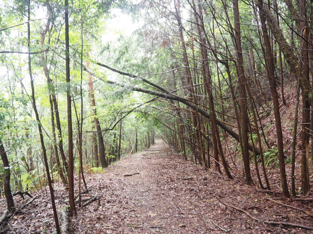 滝巡