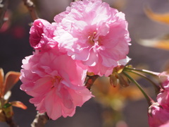 重桜