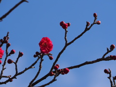 春開