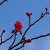春開