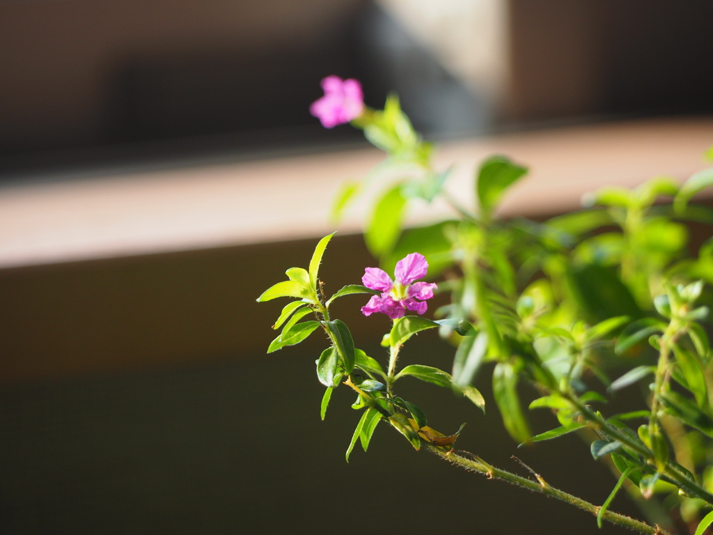 微花