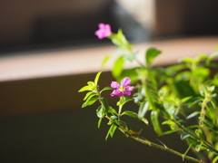 微花