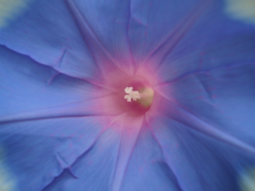 朝花