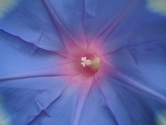 朝花