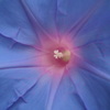 朝花