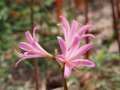 華彩