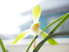 陽華