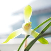陽華
