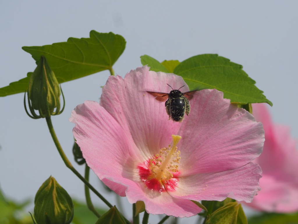 芙蓉
