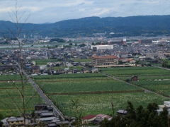 蓮根