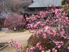 梅寺
