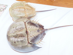 繁殖