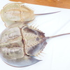 繁殖