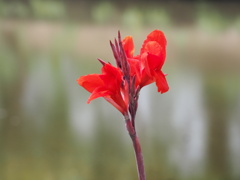 赤花