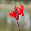 赤花
