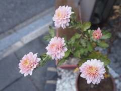 小菊