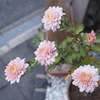 小菊