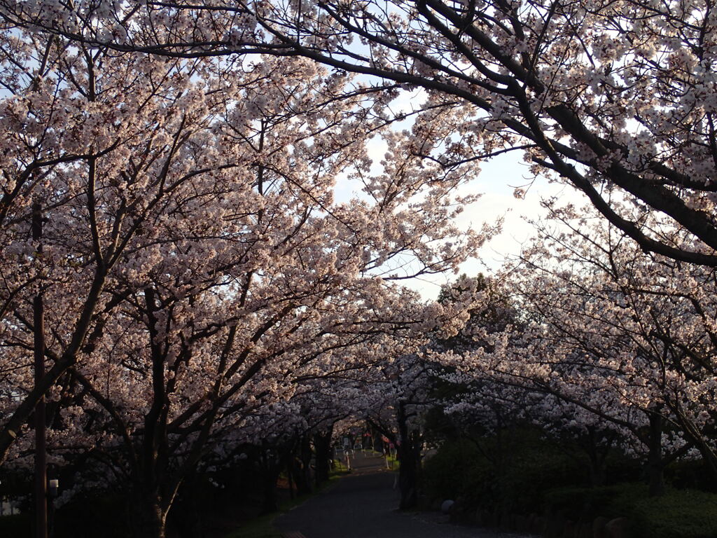 桜包