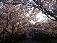 桜包