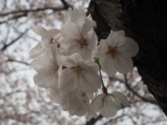桜開