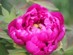 魅華