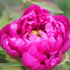 魅華