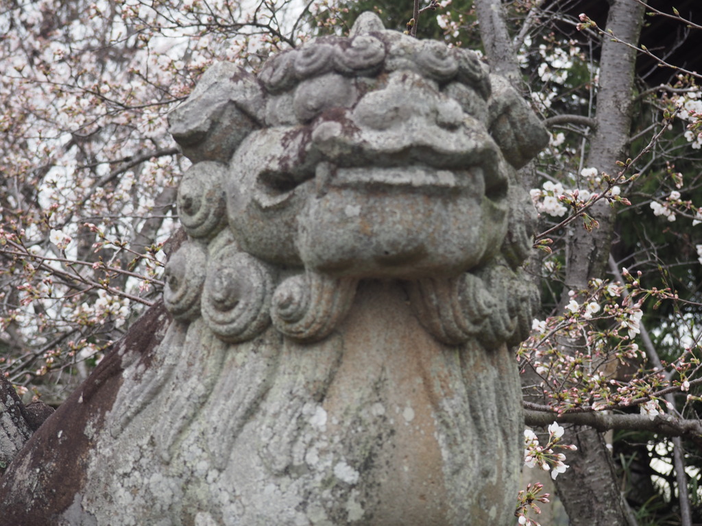 桜観