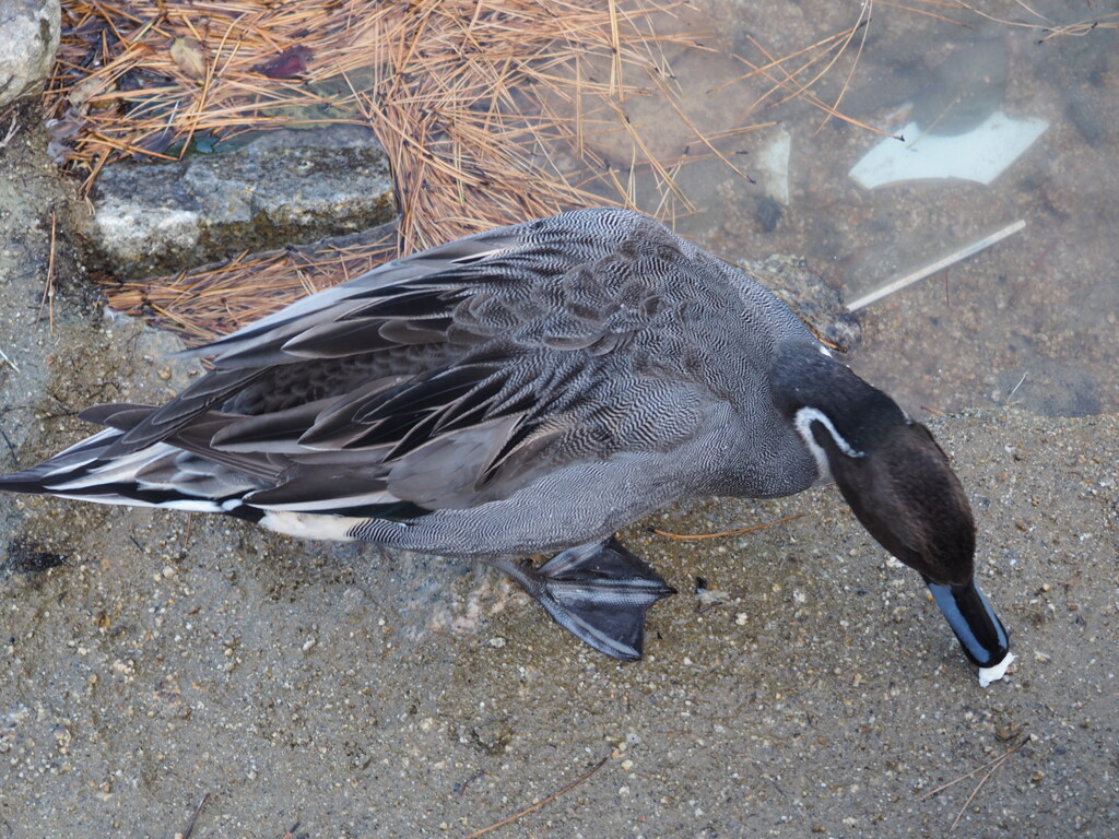 渡鳥