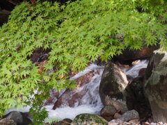 粟倉