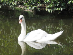 夫婦