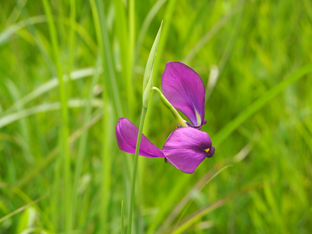飛華