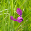 飛華