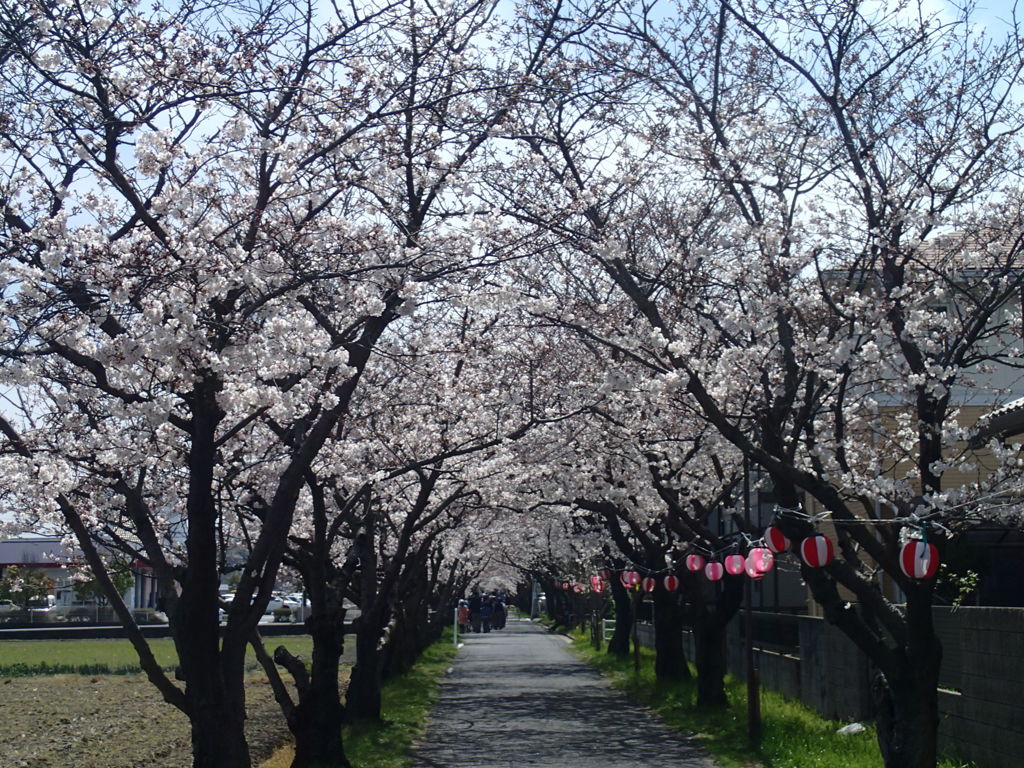 桜道