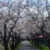 桜道