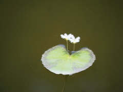 柔花