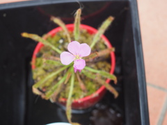 花開