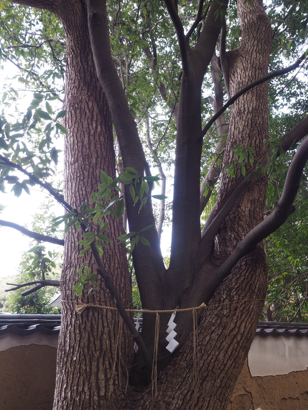 縁結