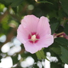 木槿