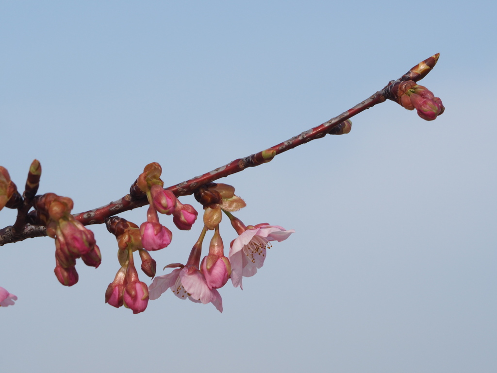 芽咲