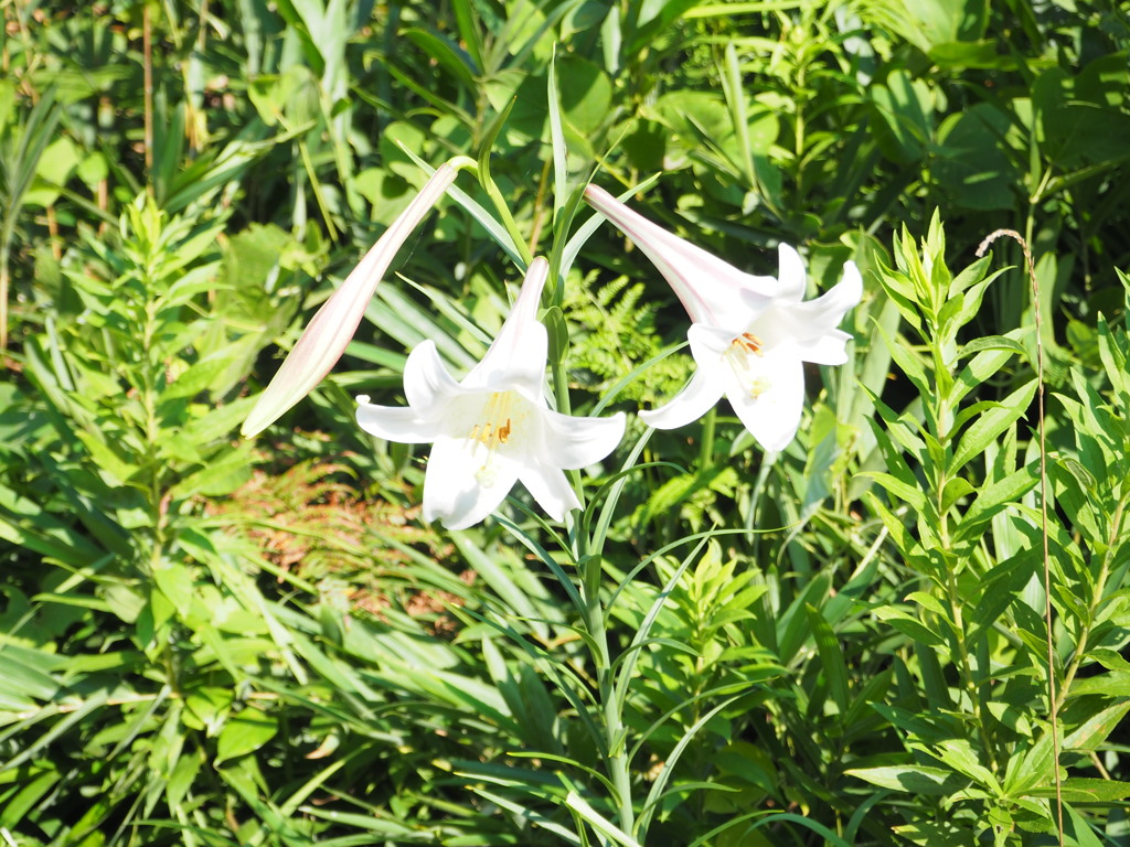 夏白